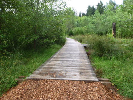 Bark chip trail leads to boardwalk without railing and edge protection - it travels through wetlands
